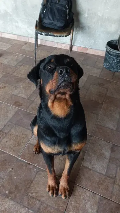 Rottweiler sentado, olhando para cima