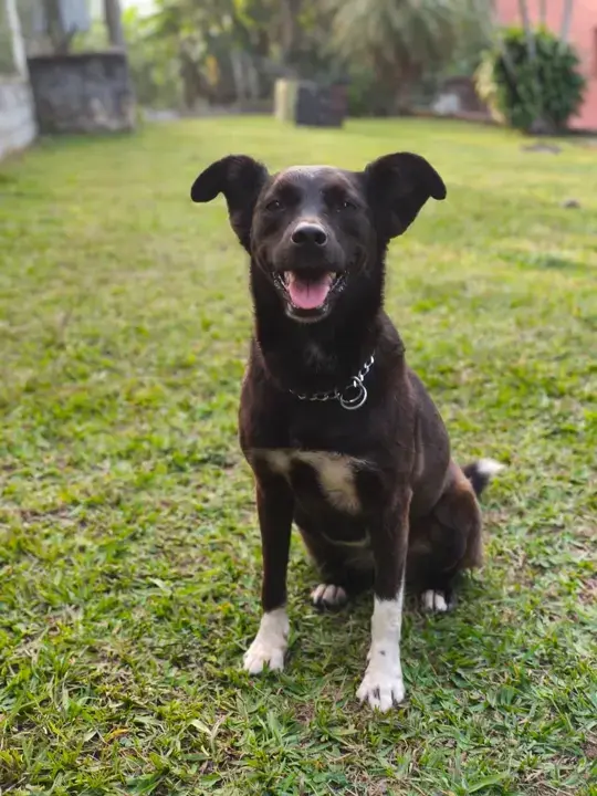 Cão atento no gramado, em treino de permanência