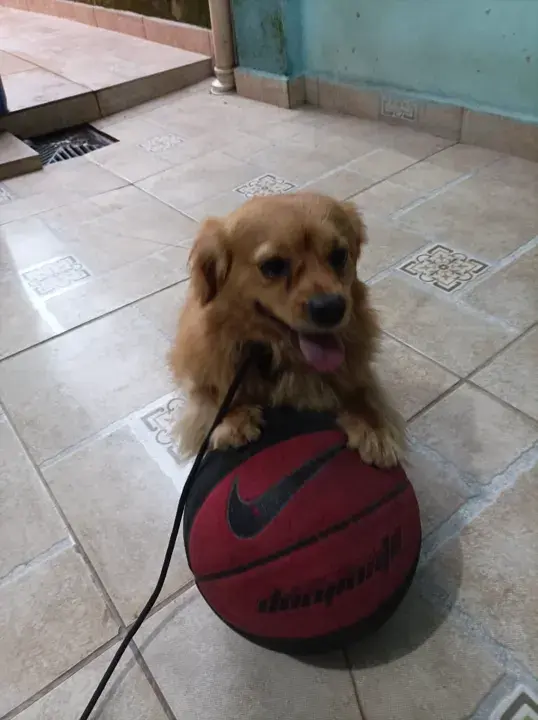 Cão pequeno de pelo dourado com uma bola de basquete