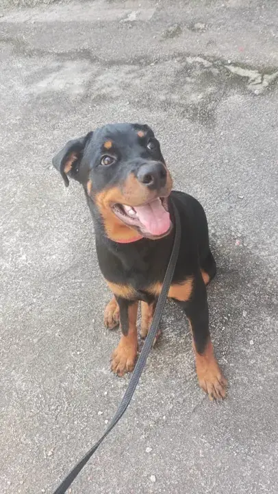 Filhote de rottweiler na guia, de língua para fora