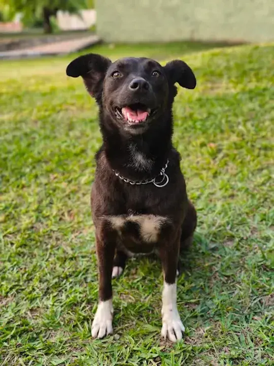 Cão preto com a língua de fora no gramado