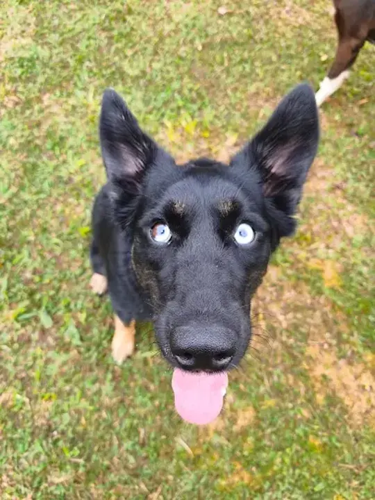 Husky olhando para a câmera no espaço