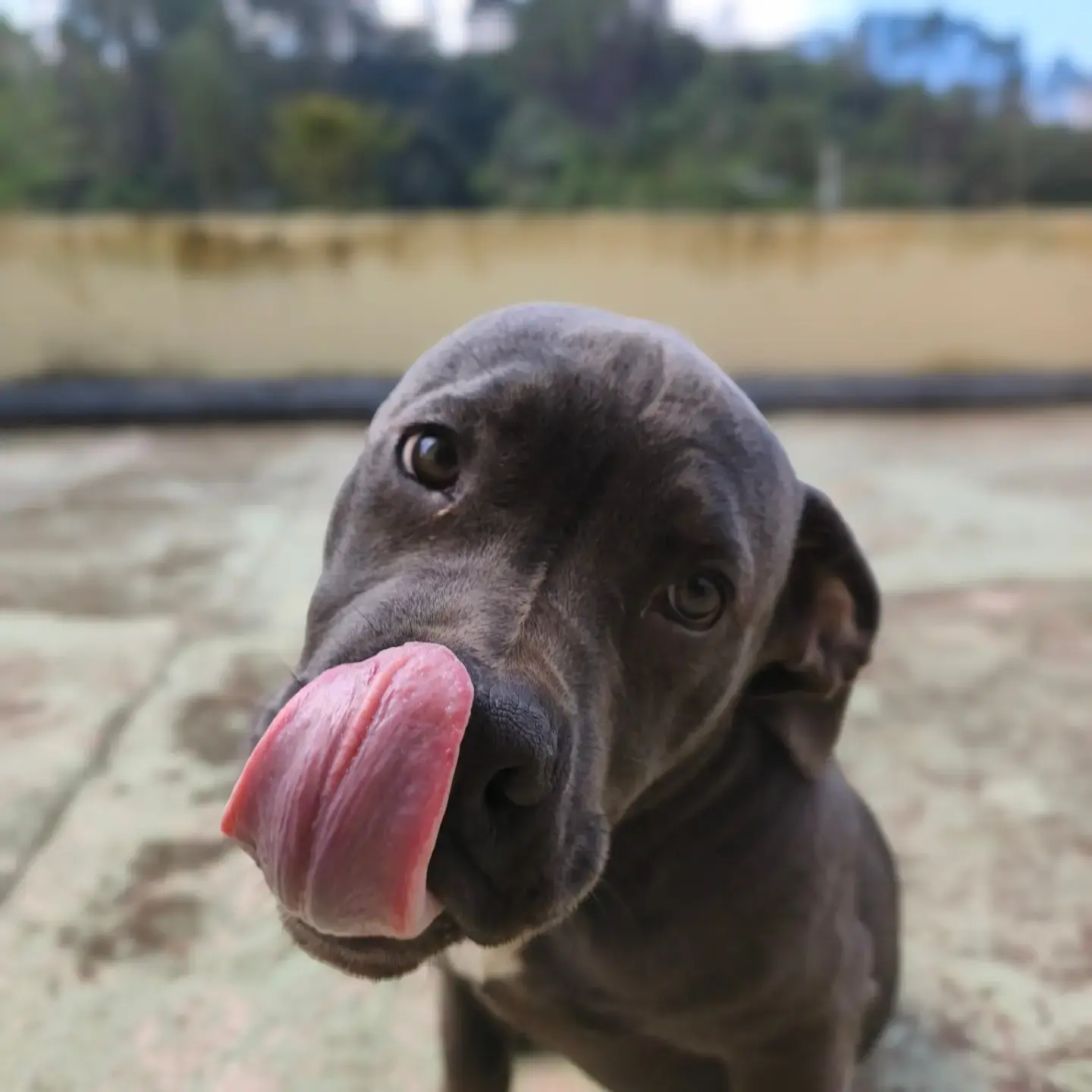 Post do @surrealdogsoficial