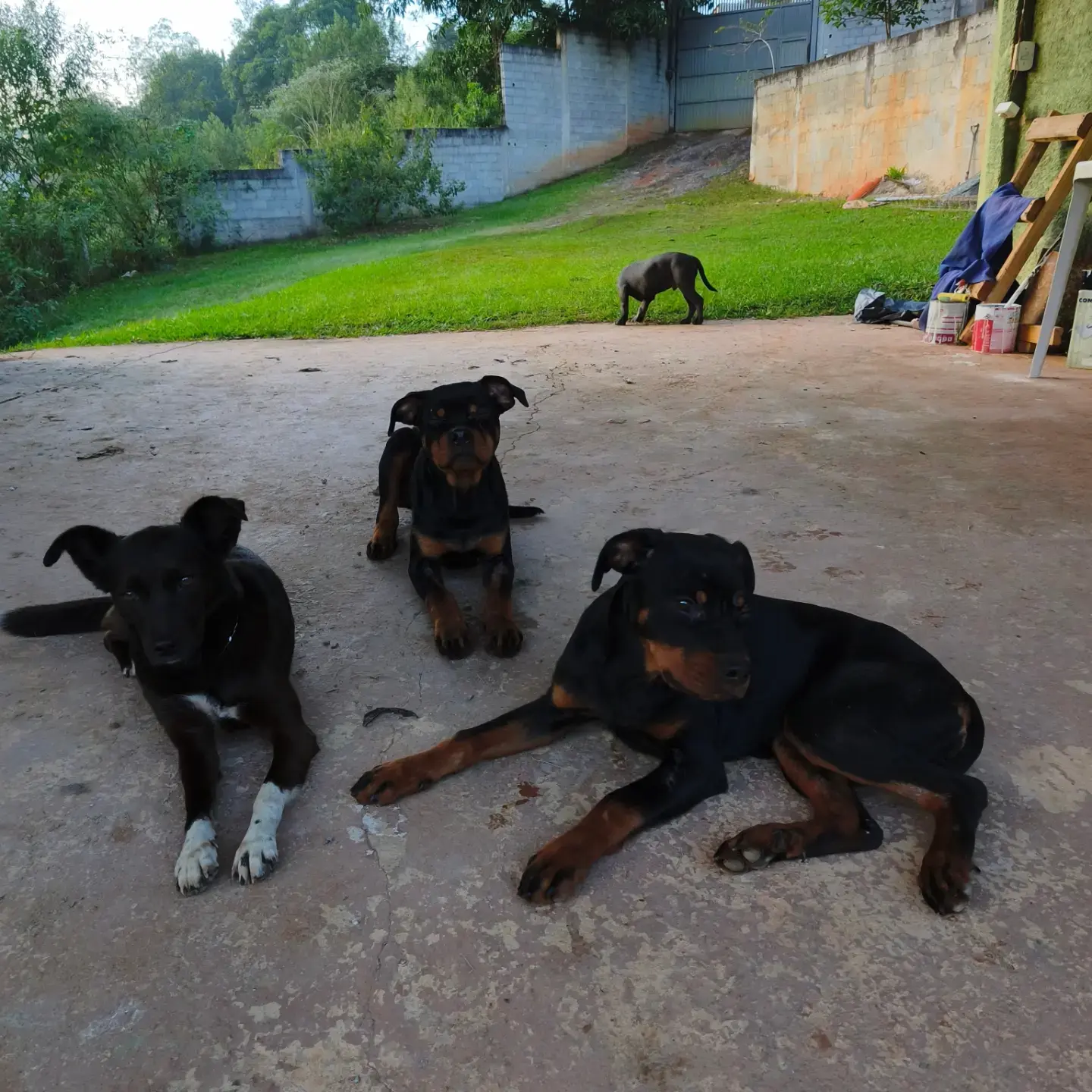 Post do @surrealdogsoficial