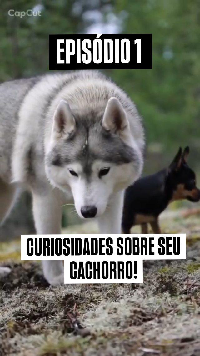 #curiosidadecientífica #curiosidades #caes #cachorro #veterinario
