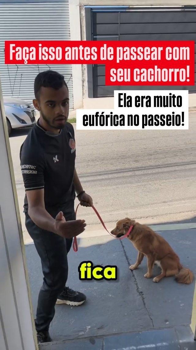 #cachorro #adestramentojundiai #adestradordecaes #passeiocomcachorro #dicasdeadestramento