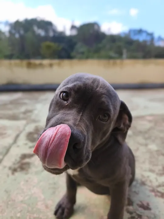 Cão em treinamento no espaço da Surreal Dogs