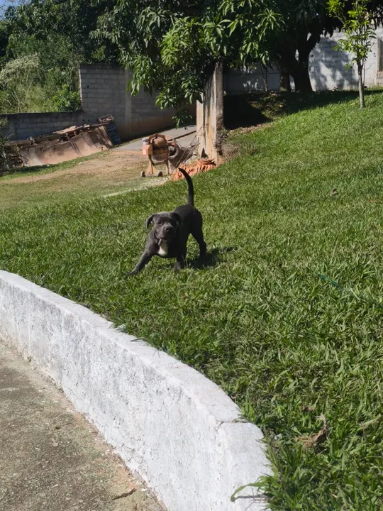 Cão correndo solto na área gramada do espaço da Surreal Dogs