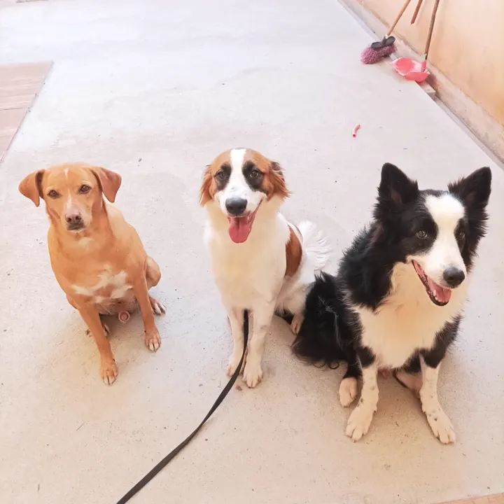 Três cães sentados lado a lado, esperando o comando