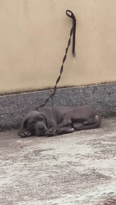 Cão mantendo a posição de deitado durante a sessão