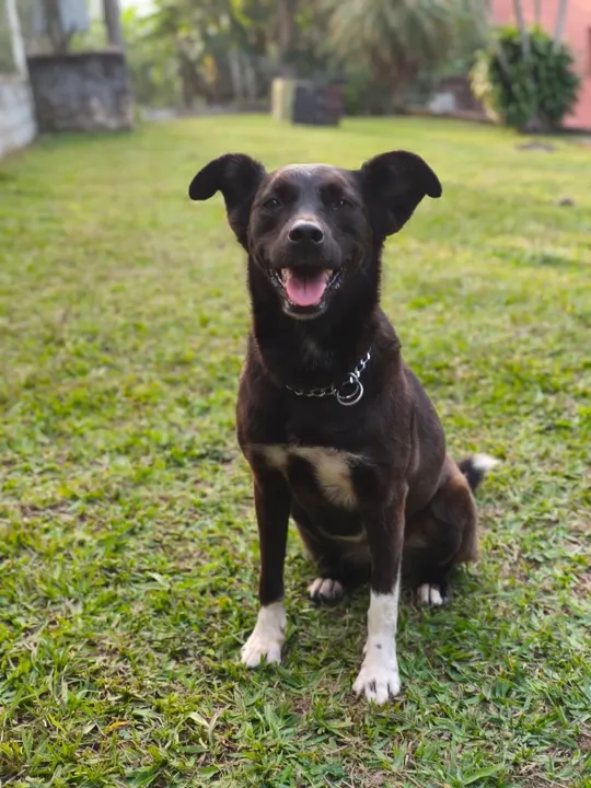 Cão correndo solto na área gramada