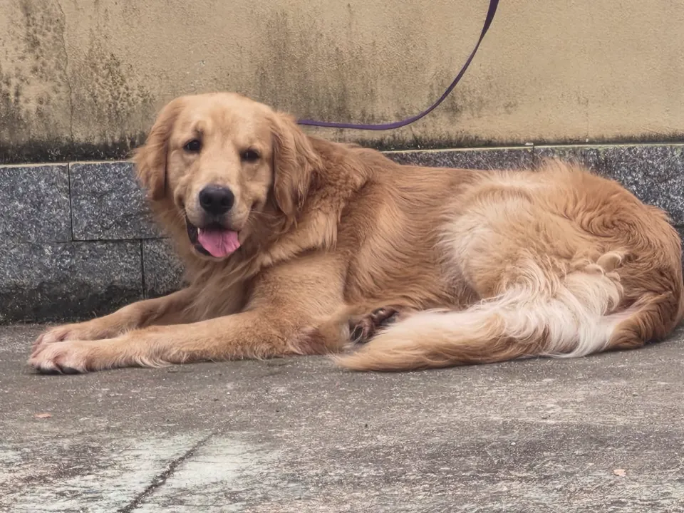 Cão em exercício de obediência com o adestrador