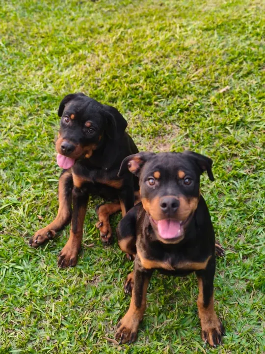 Dois rottweilers no gramado do espaço