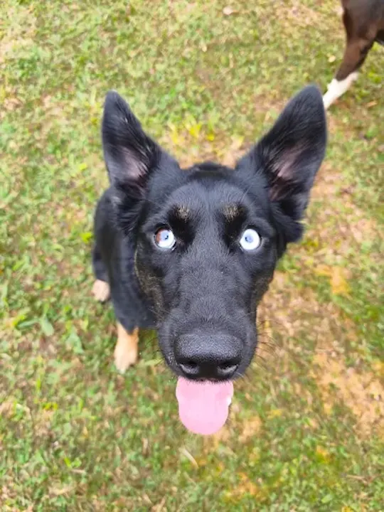 Cão atento esperando o comando