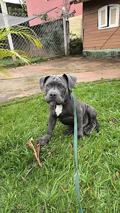 Cão descansando no gramado, com a área do espaço ao fundo
