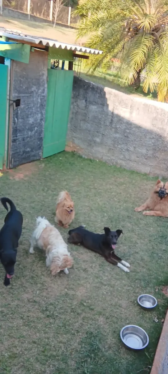 Cães descansando juntos na área externa gramada do espaço da Surreal Dogs